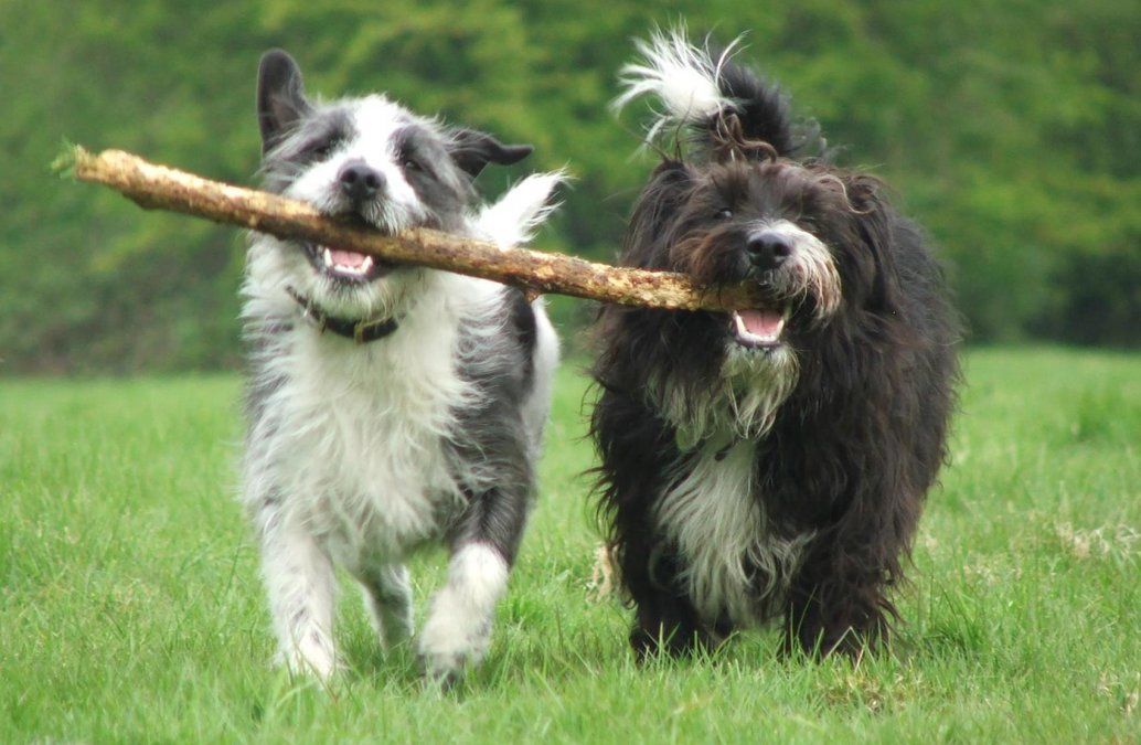 6 hechos asombrosos sobre nuestra amistad con los perros que te harán morir de amor