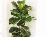 Si tu ficus lyrata tiene hojas pequeñas, estos cuidados pueden ayudarlo a crecer mejor.