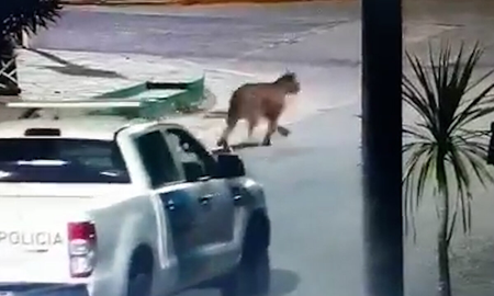 Villa Gesell: alerta en la ciudad tras la aparición de dos pumas sueltos Villa Gesell: alerta en la ciudad tras la aparición de dos pumas sueltos