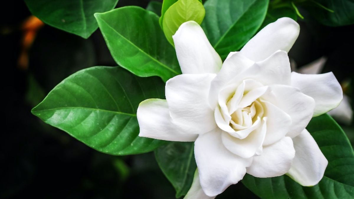 La aplicación de borra de café en el sustrato ayuda a mantener la acidez del suelo y previene que los pimpollos del Jazmín se caigan antes de abrirse.