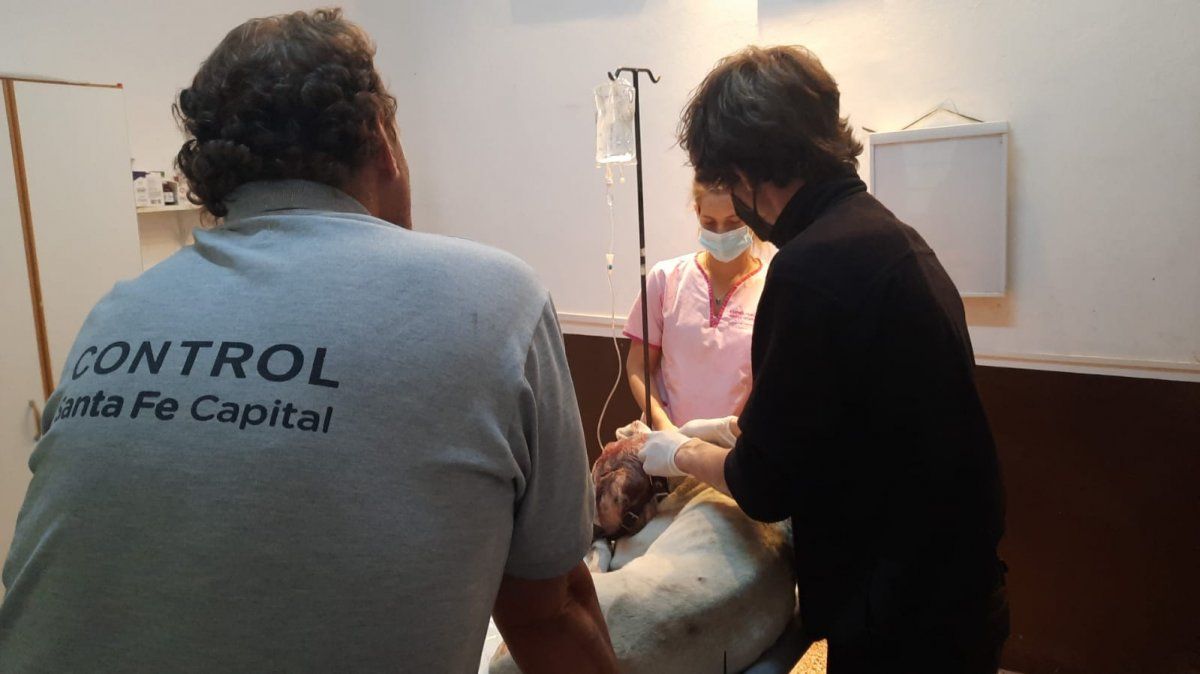 Por el estado en el que se encontraba, el perro debió ser asistido por médicos veterinarios.