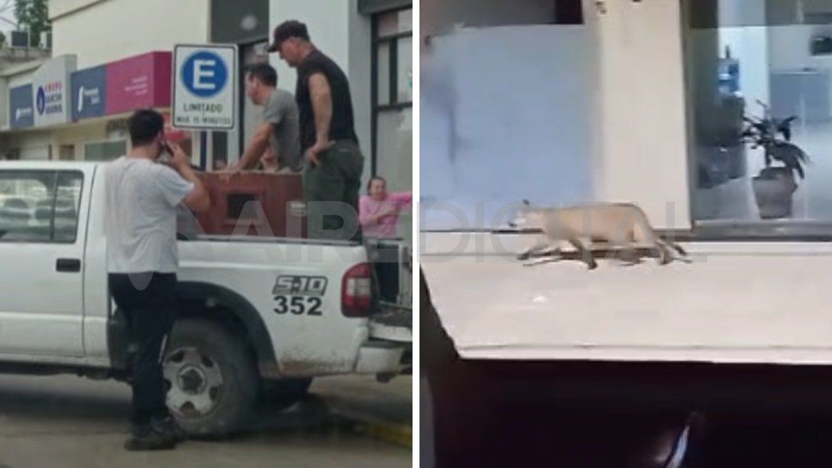 El puma apareció este viernes a la mañana en las calles de Franck.