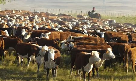 ganaderia 2025: baja el stock, pero la relacion ternero/vaca se mantiene fuerte ganaderia 2025: baja el stock, pero la relacion ternero/vaca se mantiene fuerte