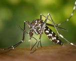 Se trata de un caso importado, ya que la persona contrajo el virus tras un viaje a Brasil. Se trata de un caso importado, ya que la persona contrajo el virus tras un viaje a Brasil.