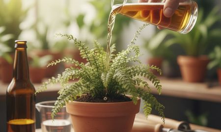 usar cerveza en las plantas marchitas: para que sirve y que beneficios tiene usar cerveza en las plantas marchitas: para que sirve y que beneficios tiene