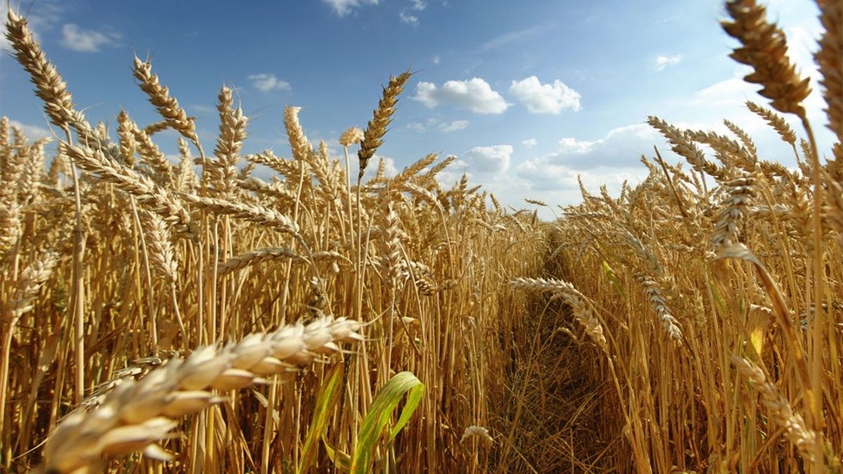 Estiman que la sequía reducirá a la mitad la cosecha de trigo en el sur de Santa Fe.