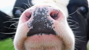 El morro como DNI: la tecnología AgTech que puede revolucionar la trazabilidad bovina El morro como DNI: la tecnología AgTech que puede revolucionar la trazabilidad bovina