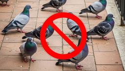 altText(El truco infalible para ahuyentar palomas de tu terraza sin gastar un peso)}