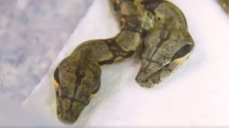 Video: hallaron una serpiente con dos cabezas y dos corazones