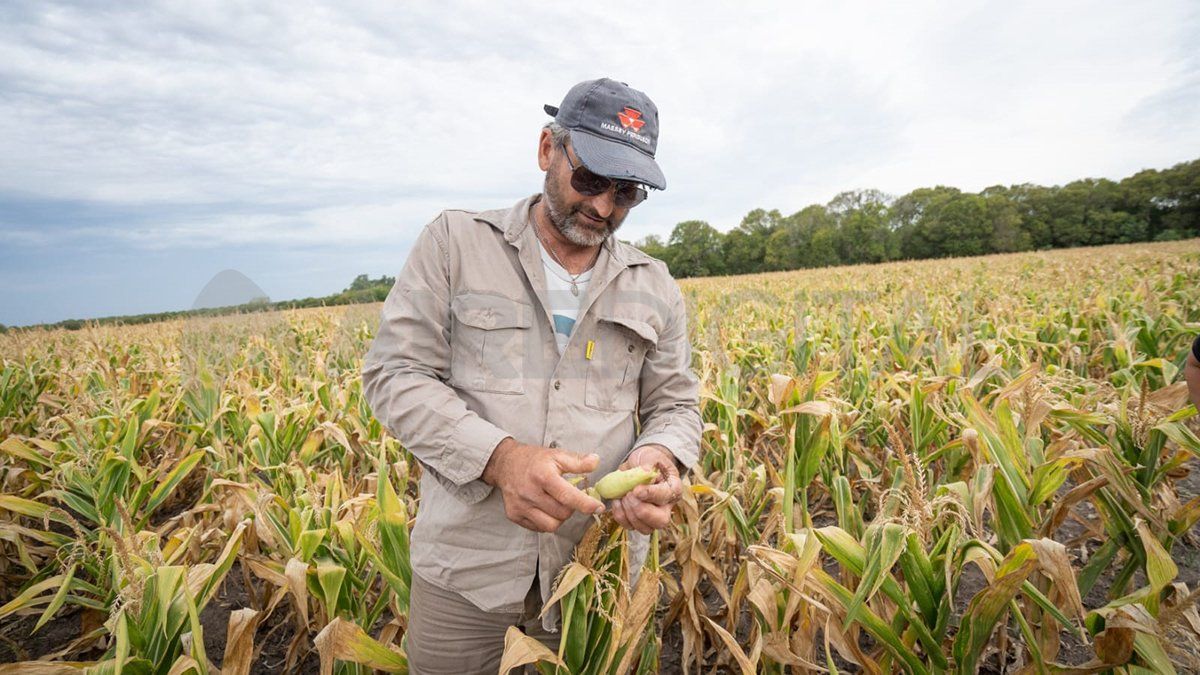 Los productores aseguran que nunca vieron una sequía semejante.