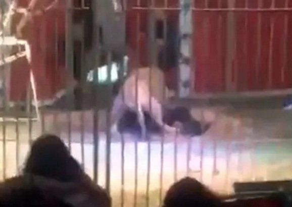 Un león casi devora a su domador de circo frente a niños aterrorizados