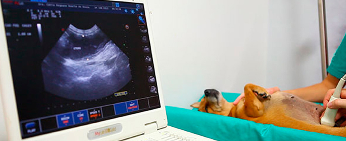 Tanto perros como gatos se benefician de las ventaja de la ecografía. Tanto perros como gatos se benefician de las ventaja de la ecografía.