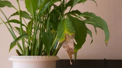 El abono casero que es muy fácil de hacer y cura las hojas marrones de tus plantas