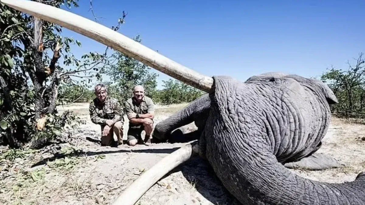 Un cazador pagó 50 mil dólares para matar a un elefante en extinción en África