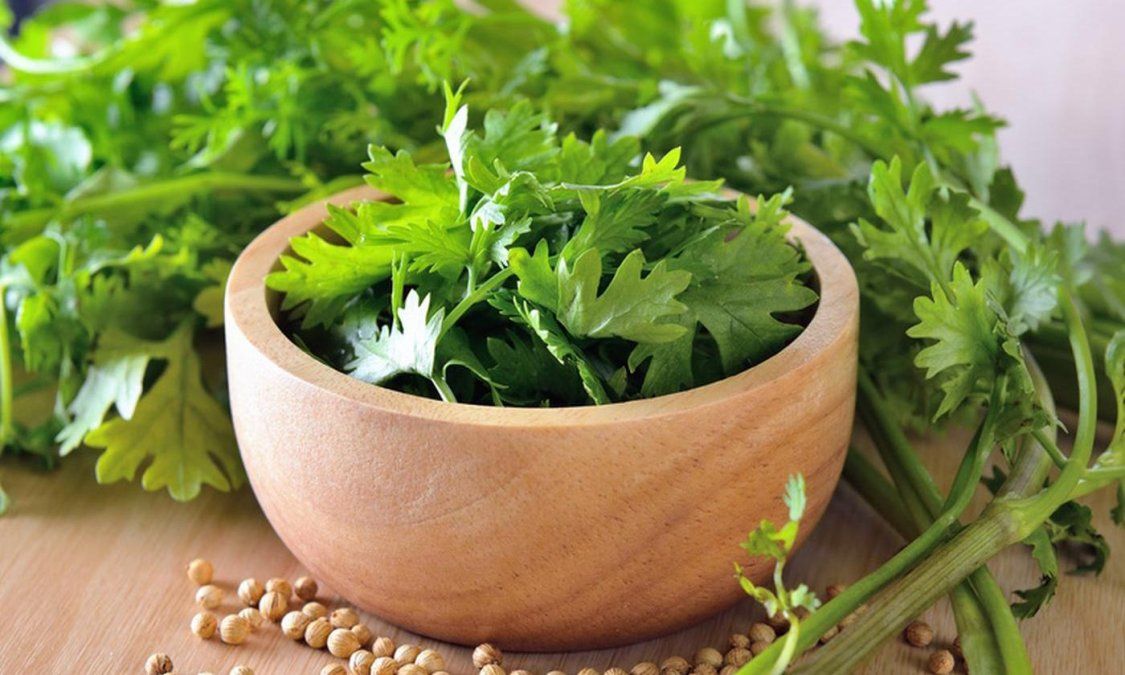 Cilantro Conoce Las Propiedades Y Beneficios De Consumirlo