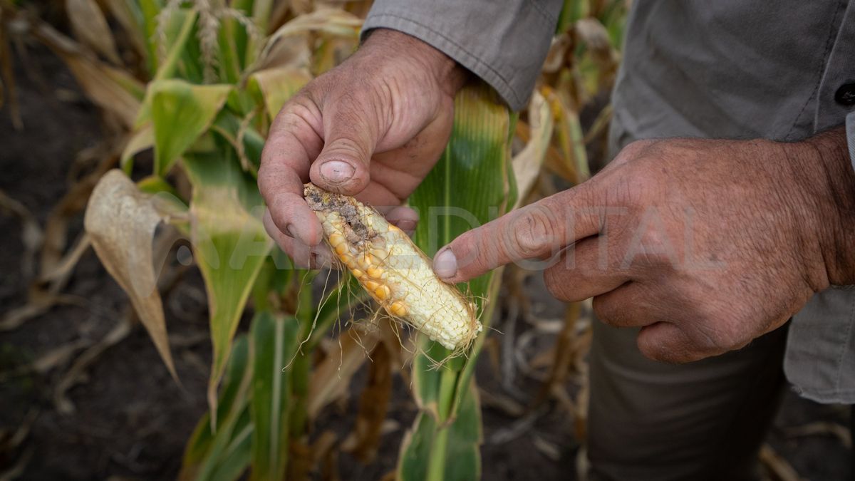 La falta de lluvias provocó la pérdida de cultivos en la mayor parte del territorio santafesino.
