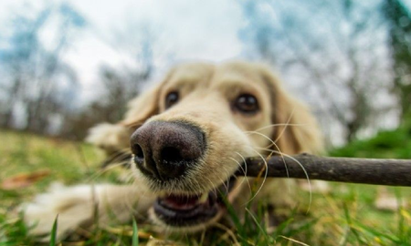 cosas que no deberia hacer tu perro cosas que no deberia hacer tu perro