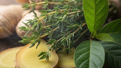 La planta más eficiente para gripe y garganta inflamada, según estudios