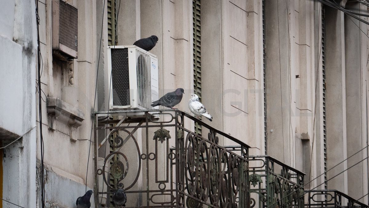 En el centro de la ciudad de Santa Fe, se multiplica el anidamiento de palomas en edificios.