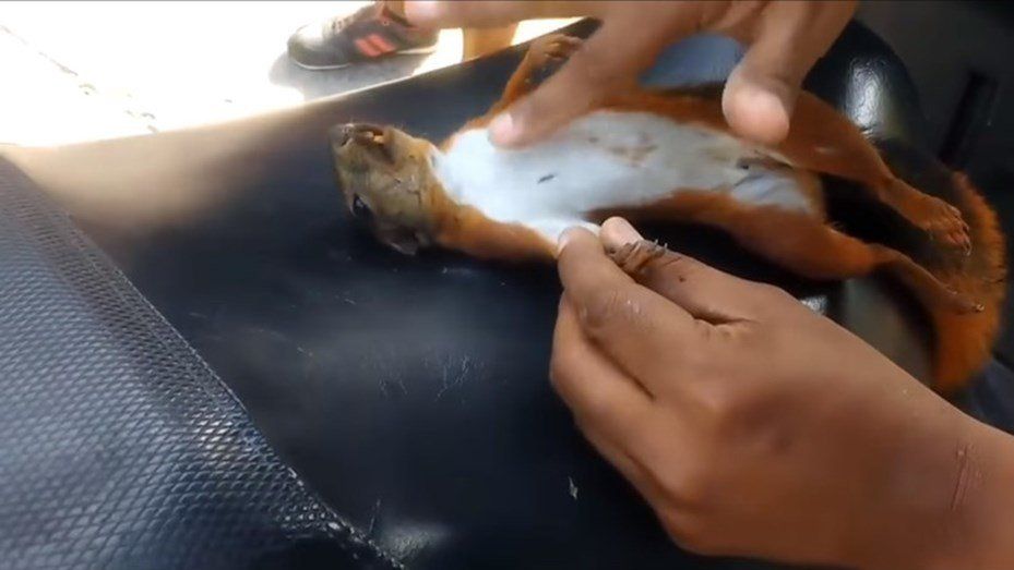 Salvó a una ardilla haciéndole un masaje cardiopulmonar con el dedo
