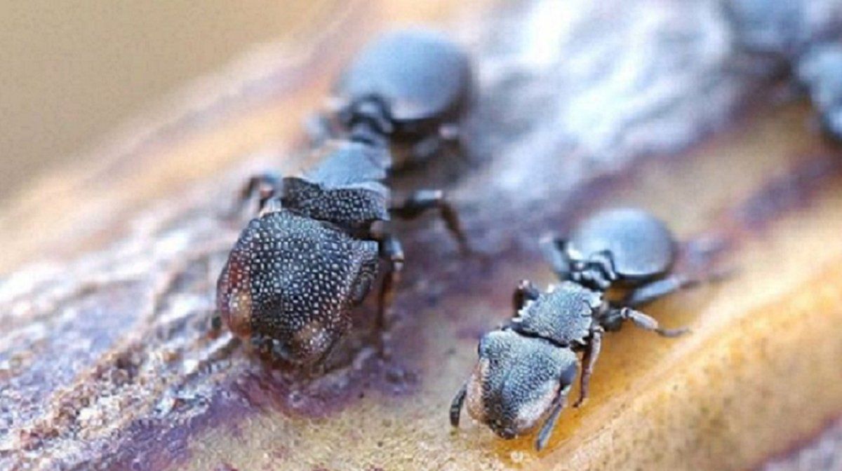 La especie que revela que la evolución puede ocurrir a la inversa