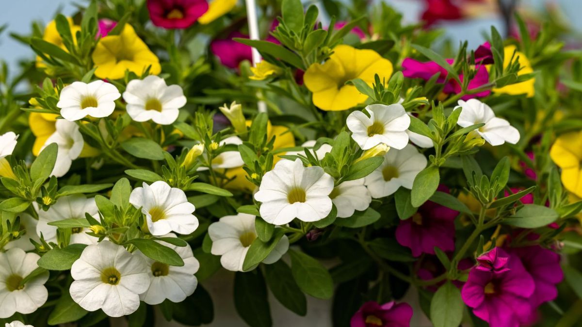 La calibrachoa llena balcones de color con sus pequeñas flores.