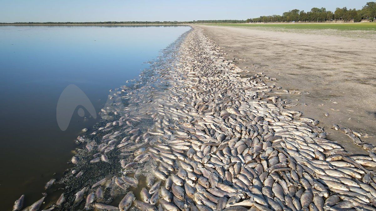 La Laguna del Plata afectada por la sequía y con más de 20 km de peces muertos. 