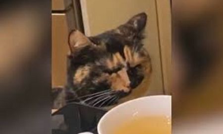 Viral: gato es captado llorando. Viral: gato es captado llorando.