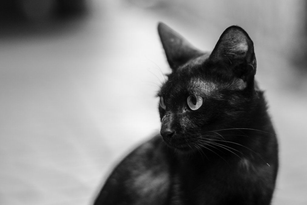 En octubre y noviembre se utilizan gatos y perros negros para hacer trabajos de magia negra