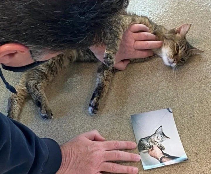 Brandy. Su dueño la acaricia. Foto: Los Angeles Department of Animal Care and Control.