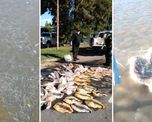En los últimos días, la policía detuvo tres vehículos y cinco personas cerca de Cayastá. Les decomisaron la carga de pescados. En los últimos días, la policía detuvo tres vehículos y cinco personas cerca de Cayastá. Les decomisaron la carga de pescados.