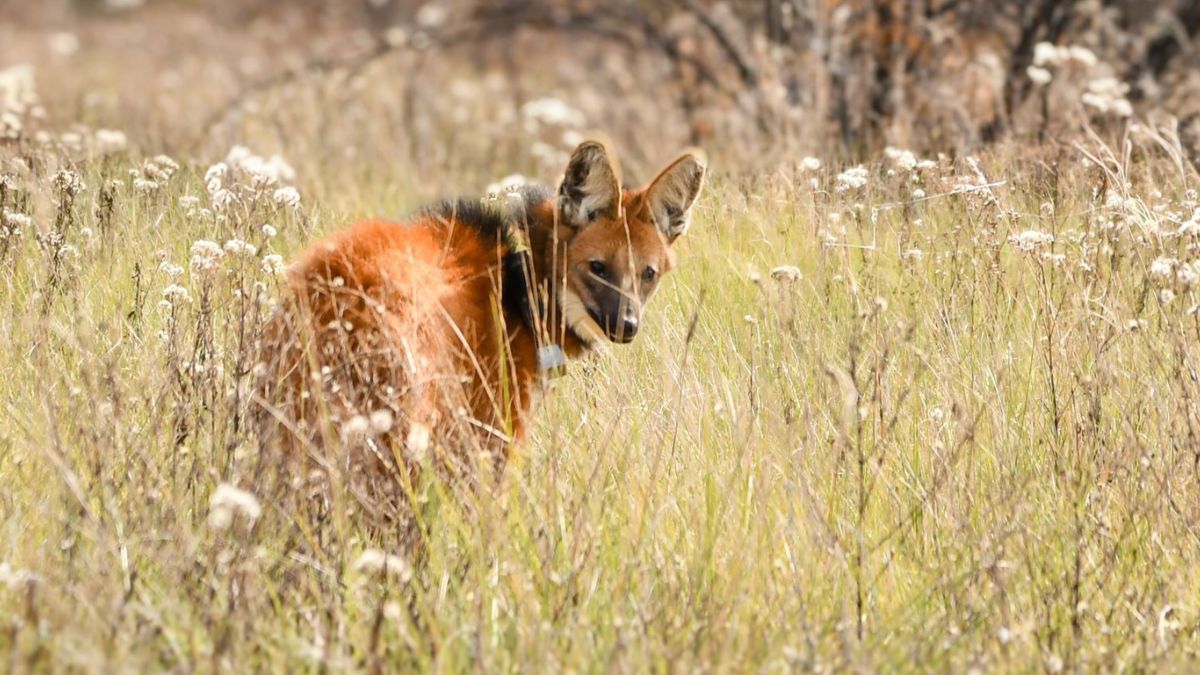 Entre los más destacados se encuentra la liberación de un espécimen de aguará guazú en un Área Natural Protegida del departamento de San Cristóbal, a mediados de año. Entre los más destacados se encuentra la liberación de un espécimen de aguará guazú en un Área Natural Protegida del departamento de San Cristóbal, a mediados de año.