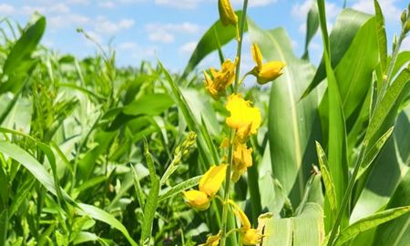 Crotalaria en combinación con maíz, una fórmula para obtener un rastrojo de mejor calidad. Crotalaria en combinación con maíz, una fórmula para obtener un rastrojo de mejor calidad.