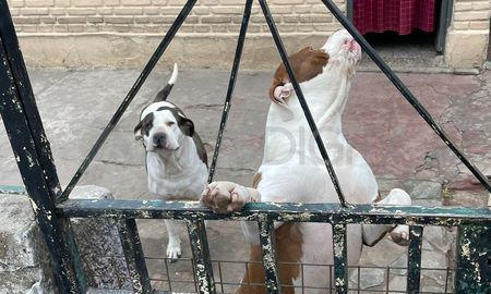 Si no la soltaba se la comía, contó la abuela de la bebé atacada por un pitbull Si no la soltaba se la comía, contó la abuela de la bebé atacada por un pitbull