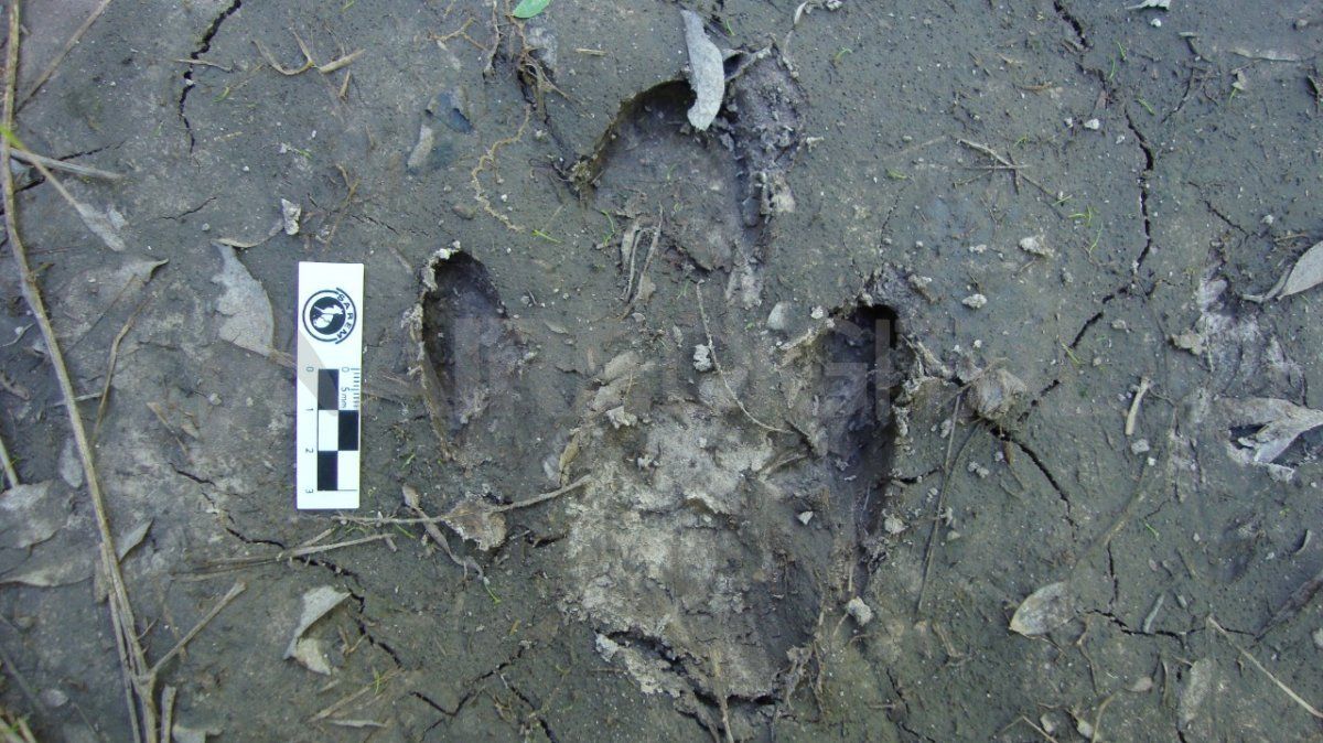 El tapir es una especie muy emblemática de la fauna sudamericana. Las huellas halladas confirman su presencia y que se están reproduciendo.