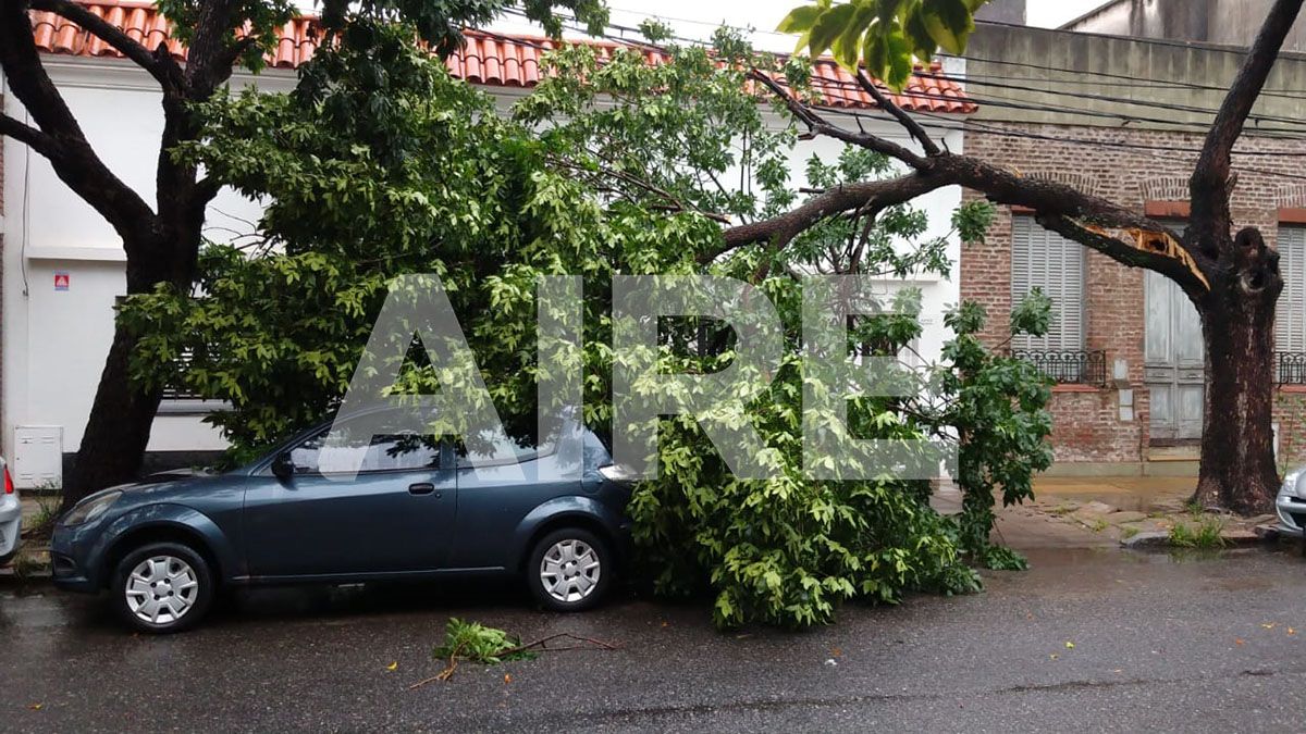 Un árbol añejo con una rama desprendida sobre el techo de un Ford.