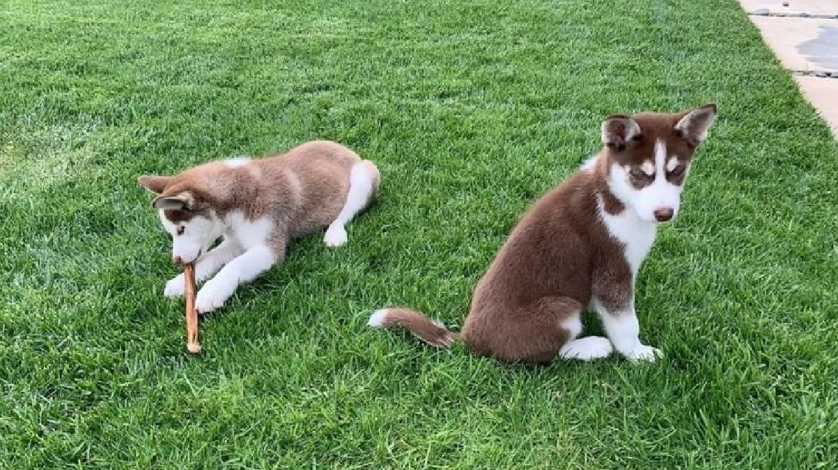 Estos son los dos perros de DiCaprio cuando eran cachorros.
