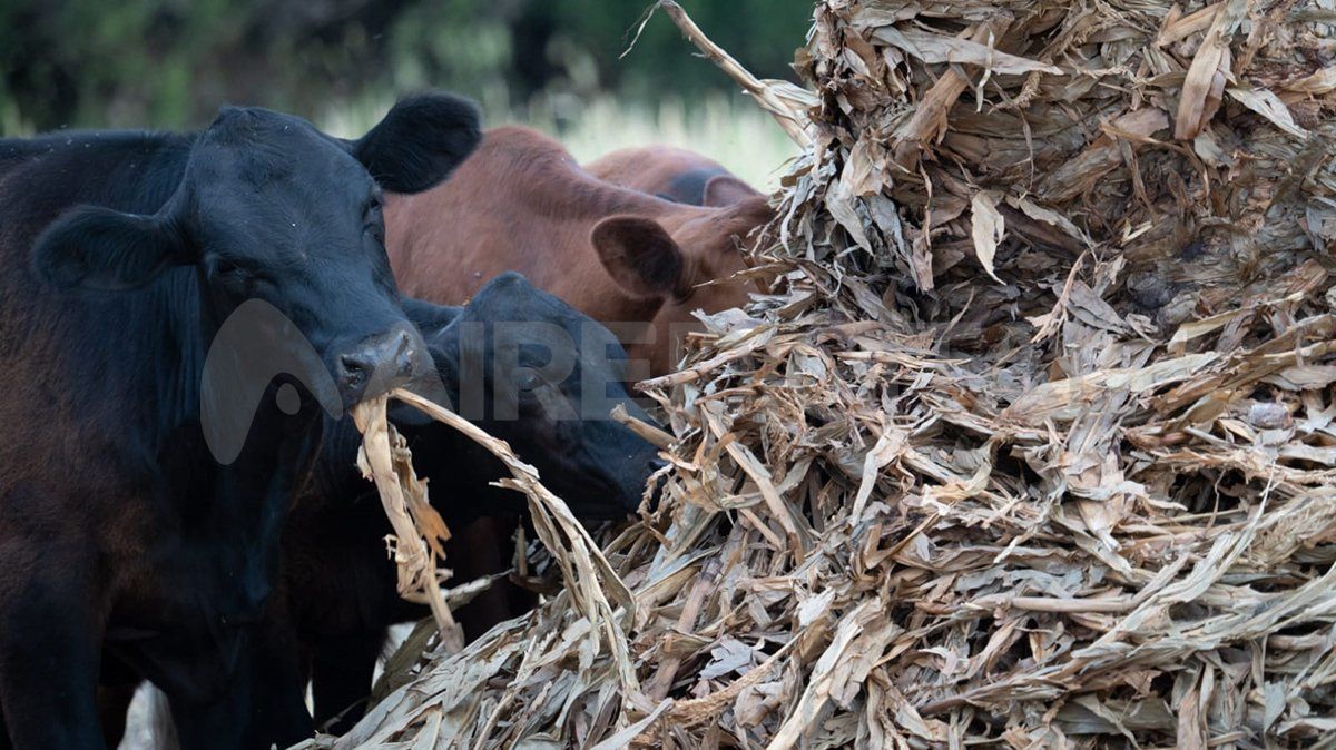 La ausencia de lluvias trae aparejado la falta de pasto para alimentar a los animales.
