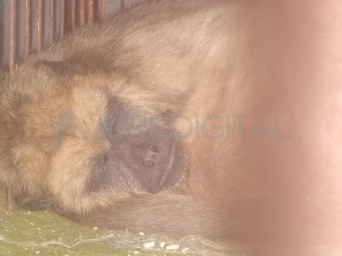 Tras esta situación, se procede al secuestro del animal, el cual quedó a resguardo de la Sección Ecológica a la espera de poder ser trasladado a la Granja ‘La Esmeralda’.