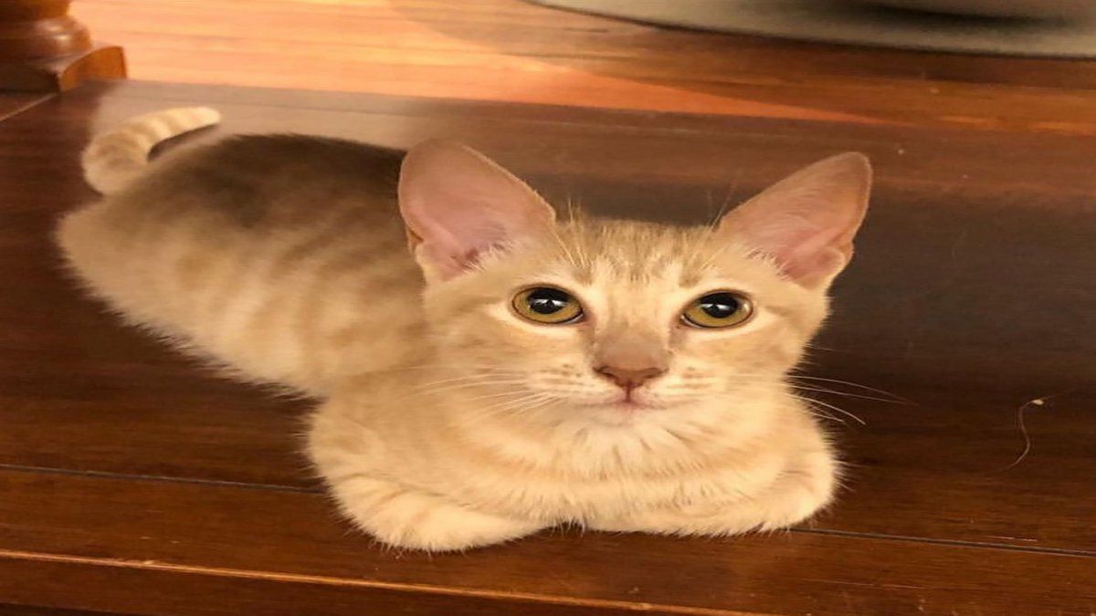 Una de las gatas que abandonó Paloma Ortega encontró nueva familia, mientras que la otra falleció.