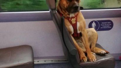 La historia de la desoladora foto de un perro que es viral