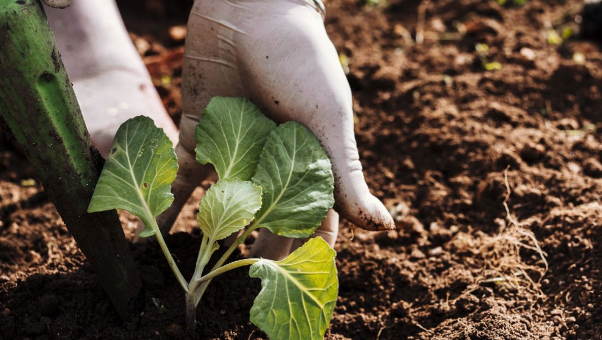 Día nacional del ingeniero agrónomo: ¿por qué se festeja el 6 de agosto?