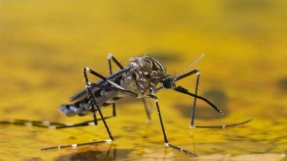 Fiebre amarilla: el Gobierno nacional refuerza controles y envía vacunas