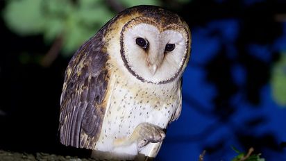 ¿Qué significa encontrar una pluma de lechuza en tu casa?