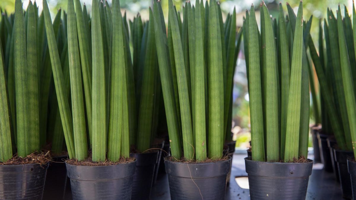 La forma tubular de la Sansevieria cilíndrica aporta un aire moderno y arquitectónico a cualquier rincón del hogar.