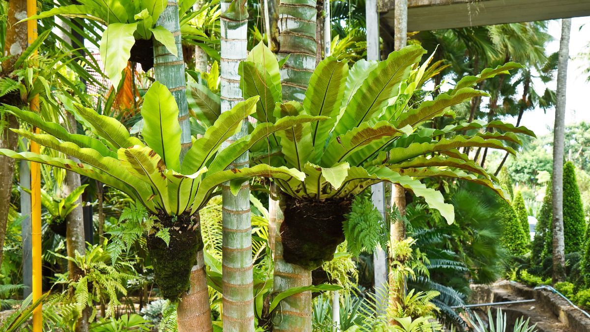 La humedad ambiental favorece el crecimiento del helecho nido de ave y ayuda a mantener sus hojas saludables. La humedad ambiental favorece el crecimiento del helecho nido de ave y ayuda a mantener sus hojas saludables.