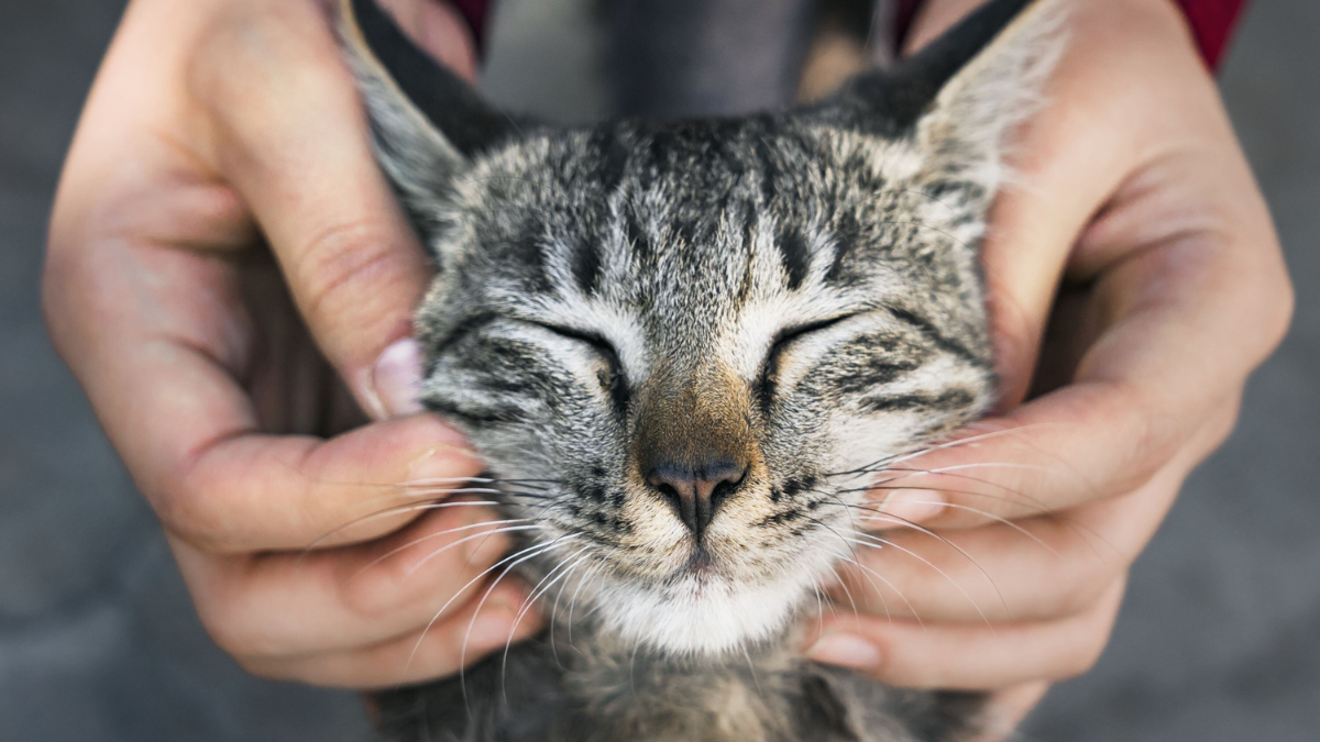 Los felinos son capaces de camuflar una frecuencia similar al llanto de un bebé dentro de su ronroneo para alertar que tienen hambre. Los felinos son capaces de camuflar una frecuencia similar al llanto de un bebé dentro de su ronroneo para alertar que tienen hambre.