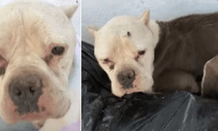 El perro de esta historia se llama Kita y su historia se hizo viral de Facebook. El perro de esta historia se llama Kita y su historia se hizo viral de Facebook.