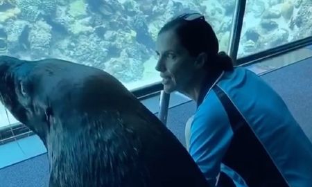 video: asi salio a pasear un leon marino por el acuario vacio durante la cuarentena video: asi salio a pasear un leon marino por el acuario vacio durante la cuarentena