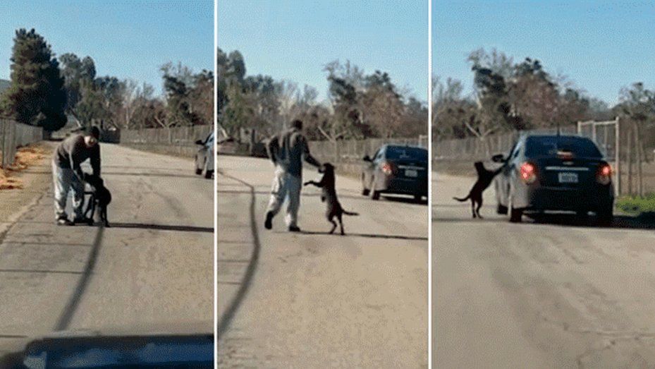 Lo grabaron abandonando a su perro y la reacción del animales desgarradora